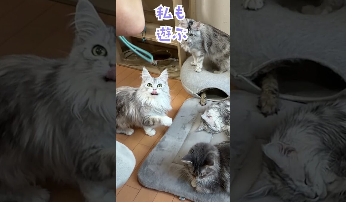 遊びが大好きなメインクーンのお姉さん。穴から手を出しているのは誰？#東京オノクーン#short