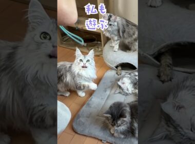 遊びが大好きなメインクーンのお姉さん。穴から手を出しているのは誰？#東京オノクーン#short