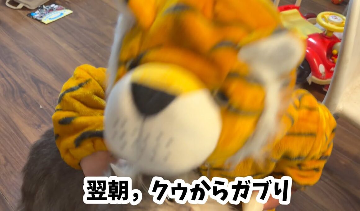 着ぐるみごっこに参加する猫　サイベリアン