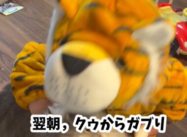 着ぐるみごっこに参加する猫　サイベリアン