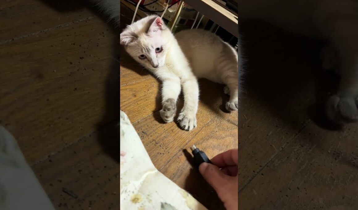 キジシロのルル、シャム猫の雫。マウスの変換器で遊ぶｗ