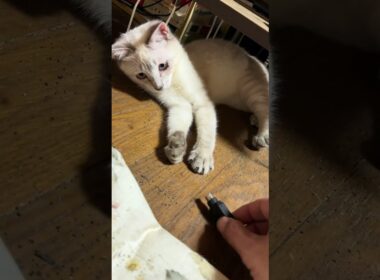 キジシロのルル、シャム猫の雫。マウスの変換器で遊ぶｗ