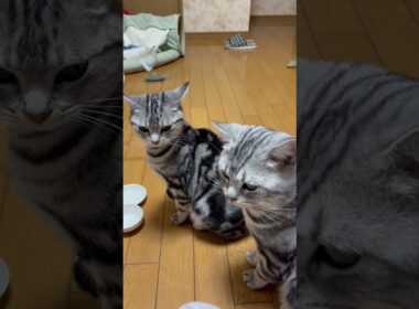 臭い嗅ぎたい猫。#アメショ#アメリカンショートヘア#cat#cats#猫のいる暮らし#猫のいる生活