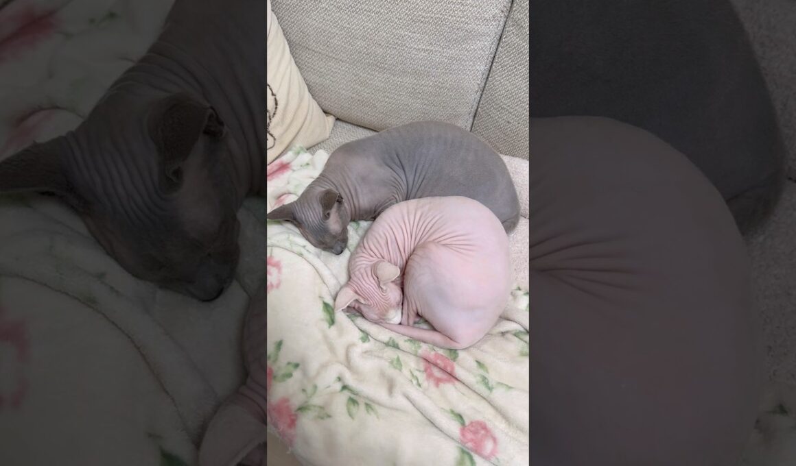 アンモナイトな猫スルタンとアレクサンドラ【スフィンクス】