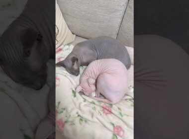 アンモナイトな猫スルタンとアレクサンドラ【スフィンクス】