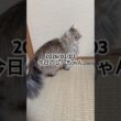 2026/02/03今日のしーちゃん #猫 #ペルシャ #シエル #cat #猫のいる暮らし