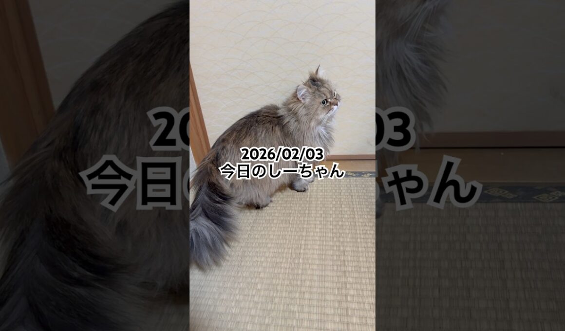2026/02/03今日のしーちゃん #猫 #ペルシャ #シエル #cat #猫のいる暮らし