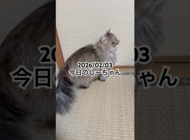 2026/02/03今日のしーちゃん #猫 #ペルシャ #シエル #cat #猫のいる暮らし