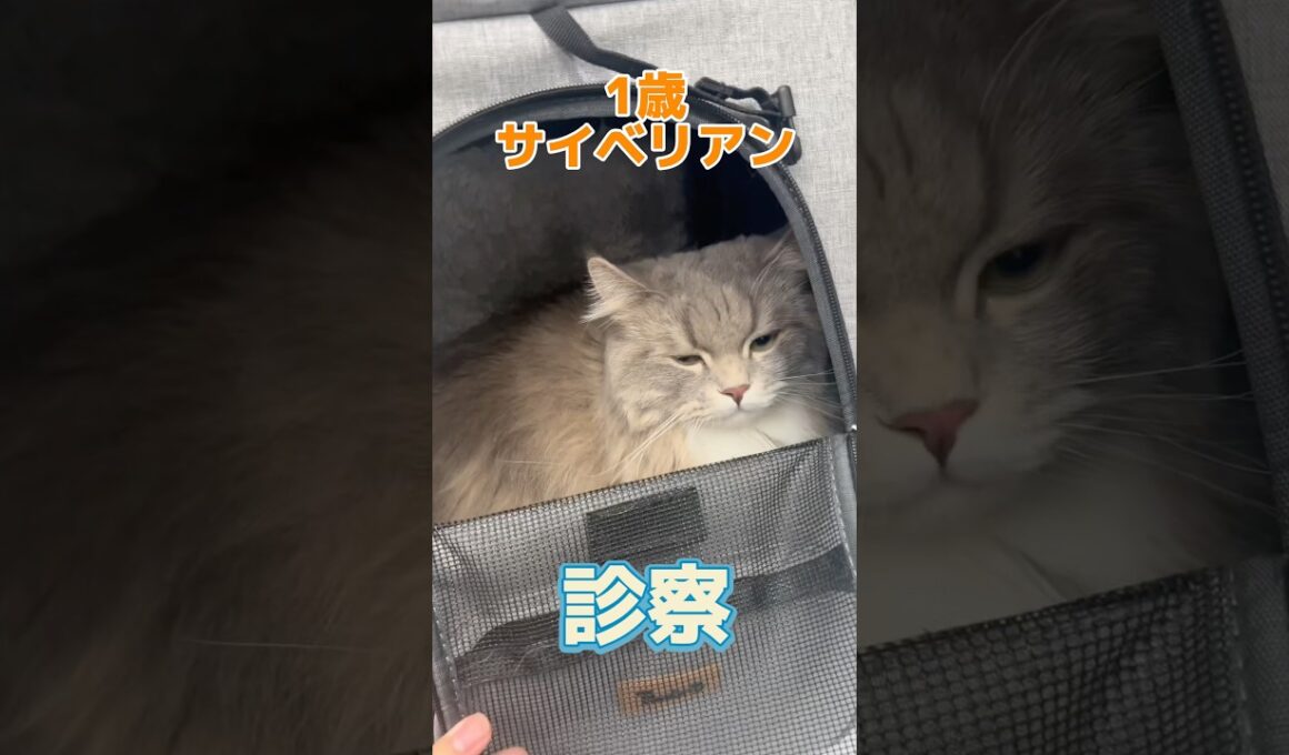 一昨日から便が緩くて食欲が落ち気味なサイベリアンが動物病院にやって来た！