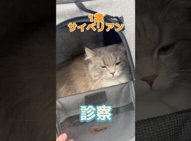 一昨日から便が緩くて食欲が落ち気味なサイベリアンが動物病院にやって来た！