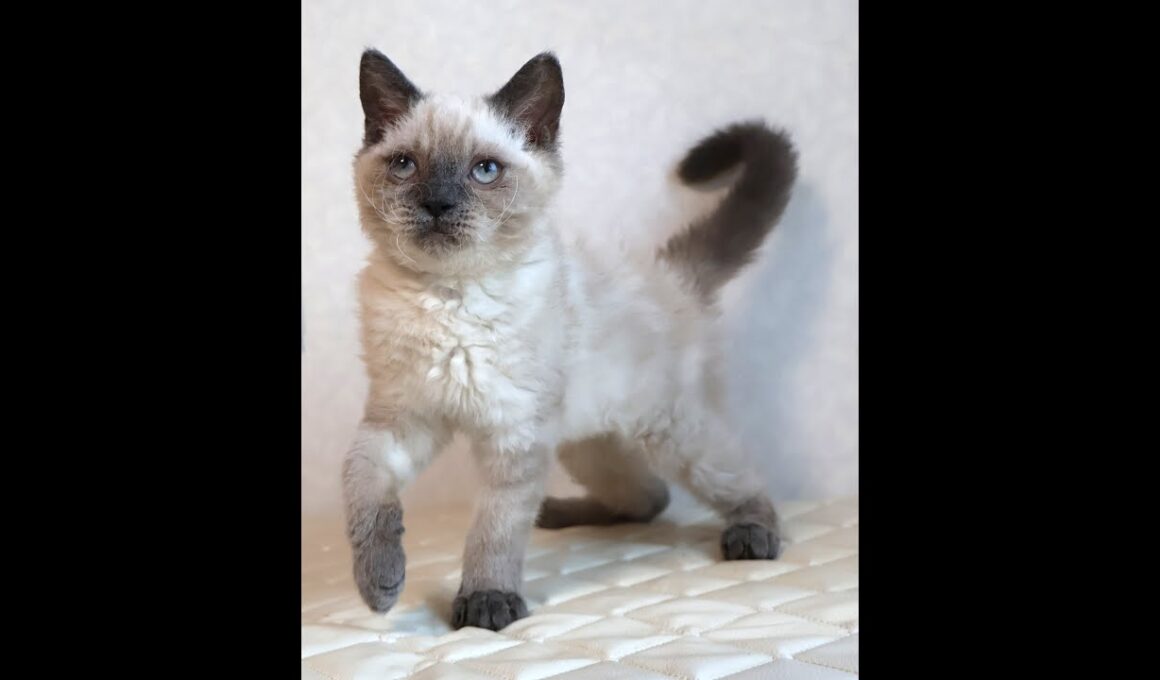 セルカークレックス子猫　Selkirk Rex　2025.９.26産まれ　ブルーポイント　巻き毛　女の子　シーダキャット猫のお店