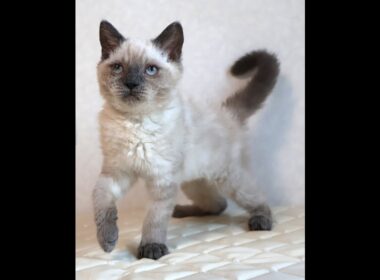 セルカークレックス子猫　Selkirk Rex　2025.９.26産まれ　ブルーポイント　巻き毛　女の子　シーダキャット猫のお店