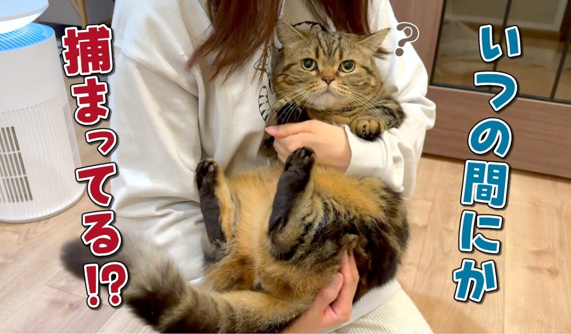 絶対に捕まらないツンデレ猫を抱っこする方法をお教えします！