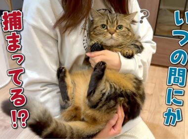 絶対に捕まらないツンデレ猫を抱っこする方法をお教えします！