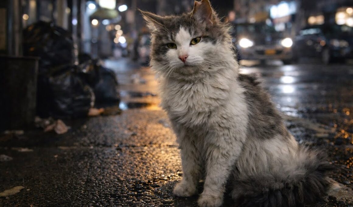 捨てられたの…？毛玉だらけのノルウェージャンフォレストキャットを保護しました。