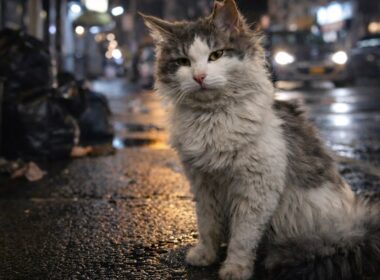 捨てられたの…？毛玉だらけのノルウェージャンフォレストキャットを保護しました。