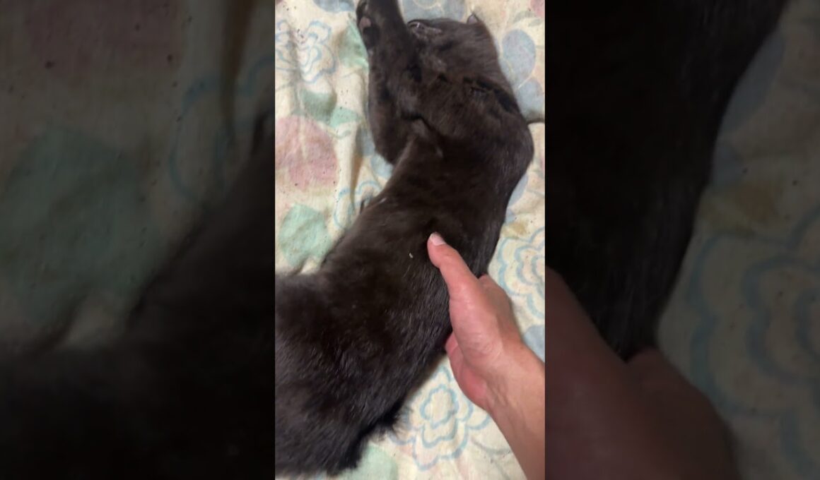 黒猫の黒夢、シャムの雫みたいに、ちゃんと寝るのだ