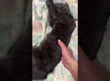 黒猫の黒夢、シャムの雫みたいに、ちゃんと寝るのだ