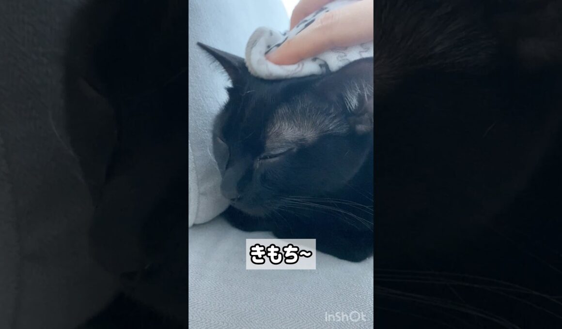 極楽♨黒猫ボンベイ　#cat #かわいい #ねこ #ねこのいる暮らし #ねこのいる生活 #猫 #猫好きさんと繋がりたい #癒やし #お手入れ #ブラッシング #お風呂 #グルーミング