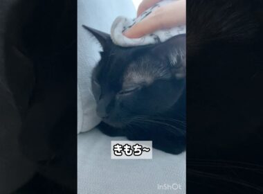 極楽♨黒猫ボンベイ　#cat #かわいい #ねこ #ねこのいる暮らし #ねこのいる生活 #猫 #猫好きさんと繋がりたい #癒やし #お手入れ #ブラッシング #お風呂 #グルーミング