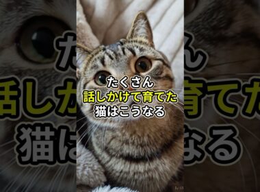 たくさん話しかけて育てた猫はこうなる#愛猫ライフ #cat #ねこ#猫雑学#shorts #猫のいる暮らし