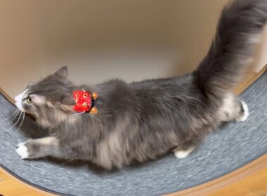 【節分👹】鬼退治しちゃうぞ！！！ノルウェージャンフォレストキャットとターキッシュアンゴラ