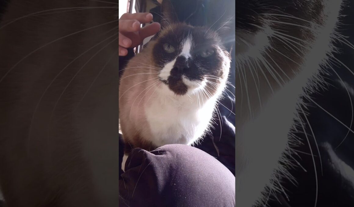 シャム猫さんの日向ぼっこ🌞#猫 #ねこ#cat #siamese #Shorts