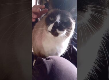 シャム猫さんの日向ぼっこ🌞#猫 #ねこ#cat #siamese #Shorts