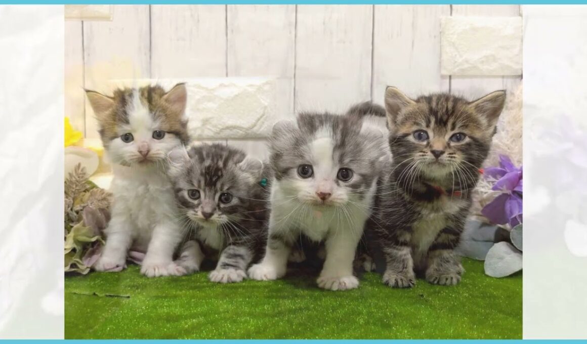 Coo&RIKU　No.00745565 アメリカンカール