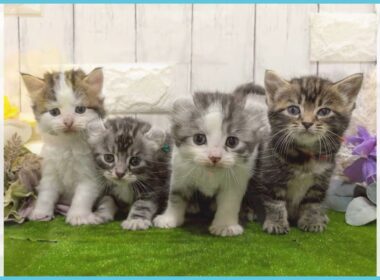 Coo&RIKU　No.00745565 アメリカンカール