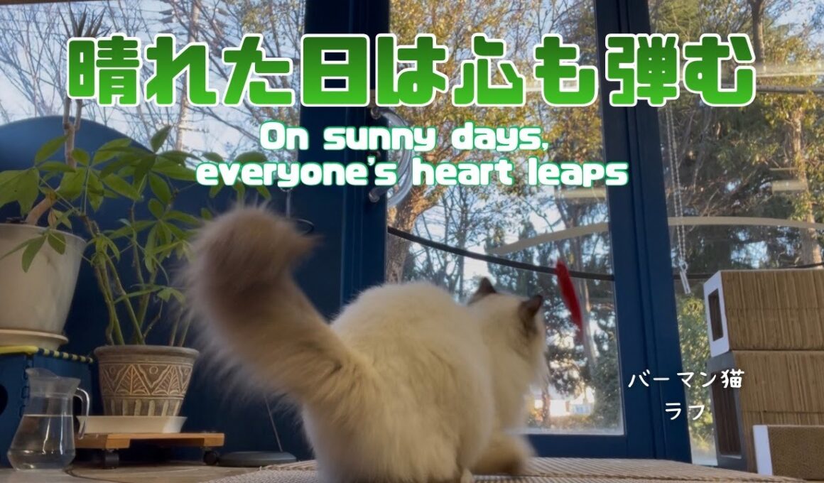 バーマン猫ラフ【晴れた日は心も弾む】On sunny days, everyone's heart leaps（バーマン猫）Birman/Cat