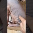 スフィンクス猫チャイのスイッチ#shorts#cat #猫 #lifewithcats #ねこ #sphynx