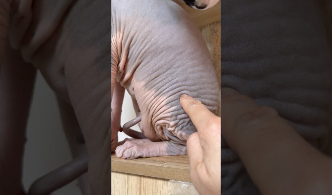 スフィンクス猫チャイのスイッチ#shorts#cat #猫 #lifewithcats #ねこ #sphynx