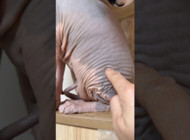 スフィンクス猫チャイのスイッチ#shorts#cat #猫 #lifewithcats #ねこ #sphynx