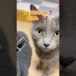 ママ...食べられちゃうの⁉️❤️ #猫 #ロシアンブルー #catshorts #shorts