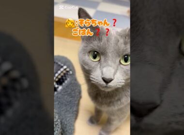 ママ...食べられちゃうの⁉️❤️ #猫 #ロシアンブルー #catshorts #shorts