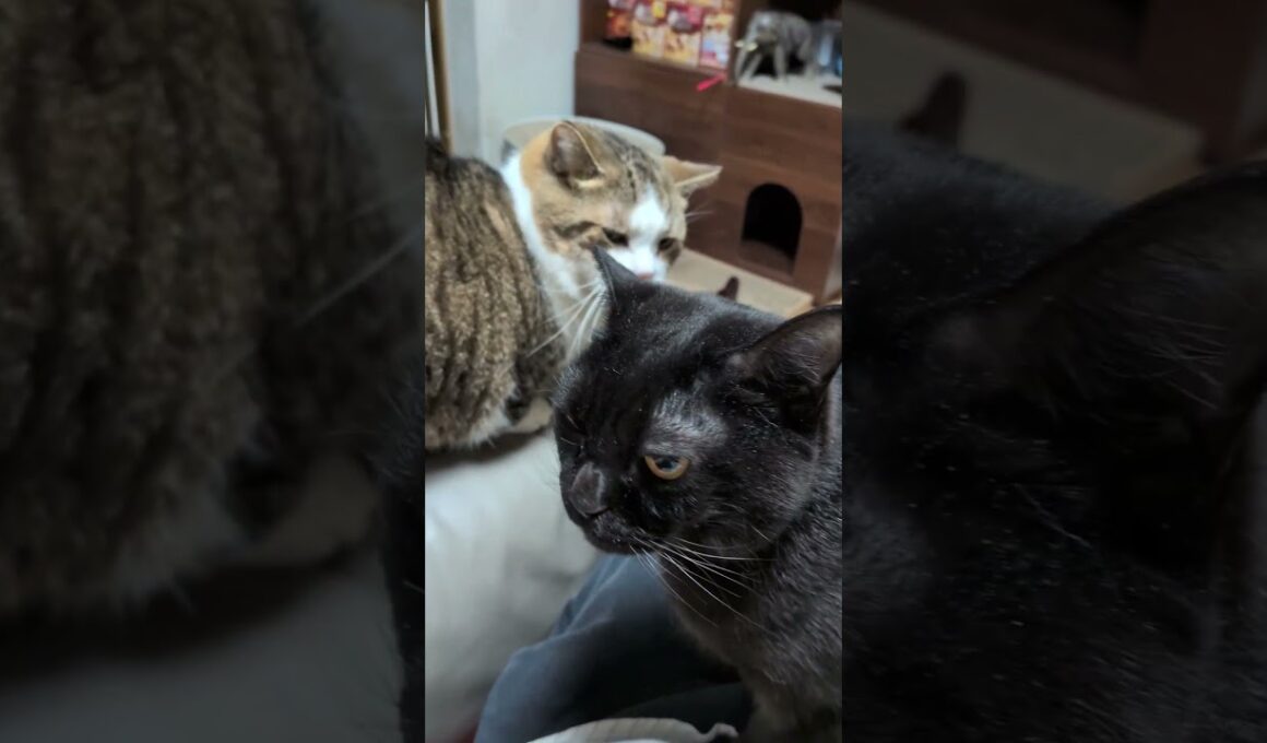 【猫】不機嫌になるムーちゃん(6男) 2026/01/21【ボンベイ・マンチカン】#shorts
