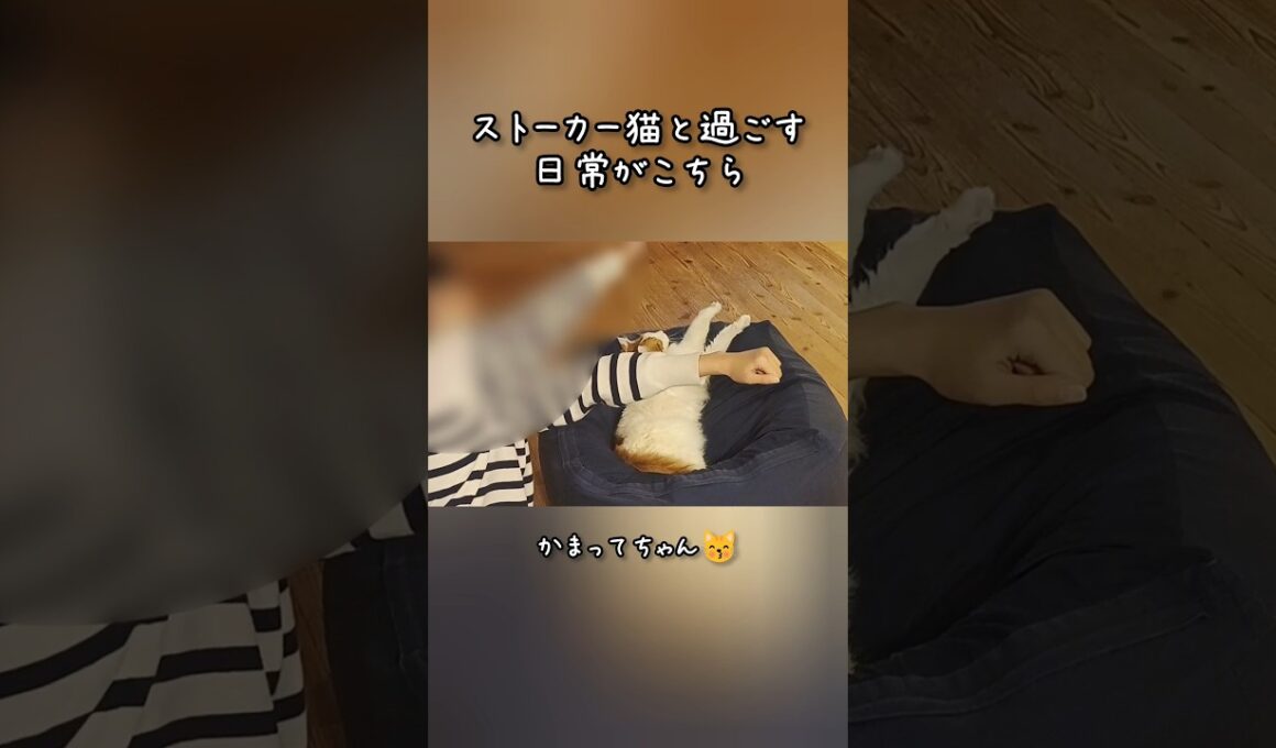 今日のセテさん #ストーカー猫 #メインクーン #ノルウェージャンフォレストキャット #サイベリアン #大型猫 #猫のいる暮らし #shorts #cat #mainecoon #catshorts​