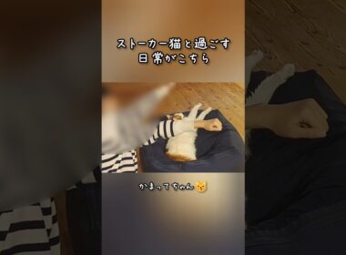 今日のセテさん #ストーカー猫 #メインクーン #ノルウェージャンフォレストキャット #サイベリアン #大型猫 #猫のいる暮らし #shorts #cat #mainecoon #catshorts​