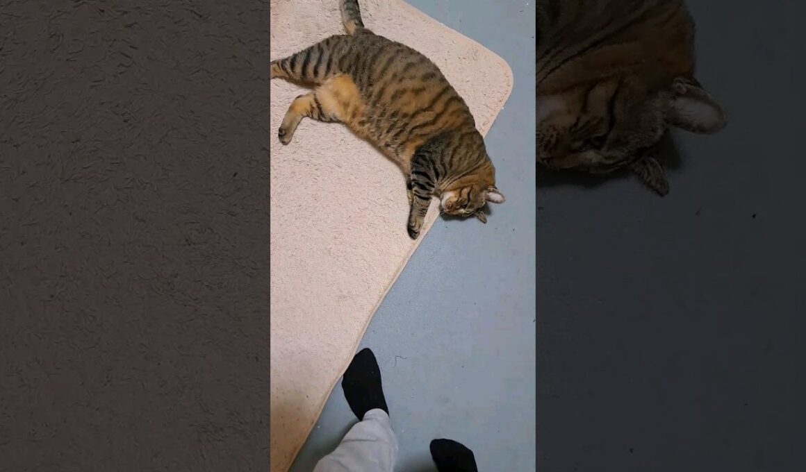 自分の部屋に戻りたくないマン #ねこのいる生活 #タロタイム