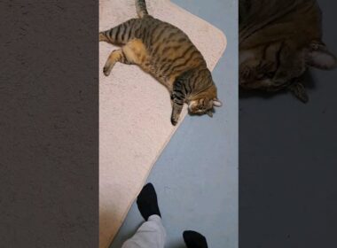 自分の部屋に戻りたくないマン #ねこのいる生活 #タロタイム