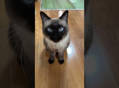 かまってのシャム猫のふくさん【たぬき猫】 #shorts  #猫のいる暮らし #cat #ねこ #しゃむねこ#cute