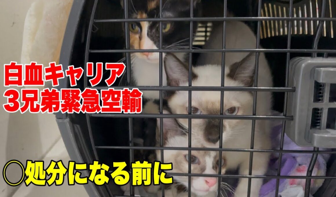 白血キャリアの子猫達を沖縄から空輸しました