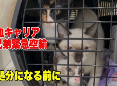 白血キャリアの子猫達を沖縄から空輸しました