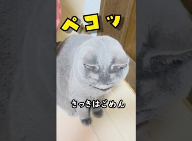 飼い主をボコボコにした猫が反省して謝罪しにきた　#シャルトリュー #猫 #猫のいる暮らし #cat #謝罪