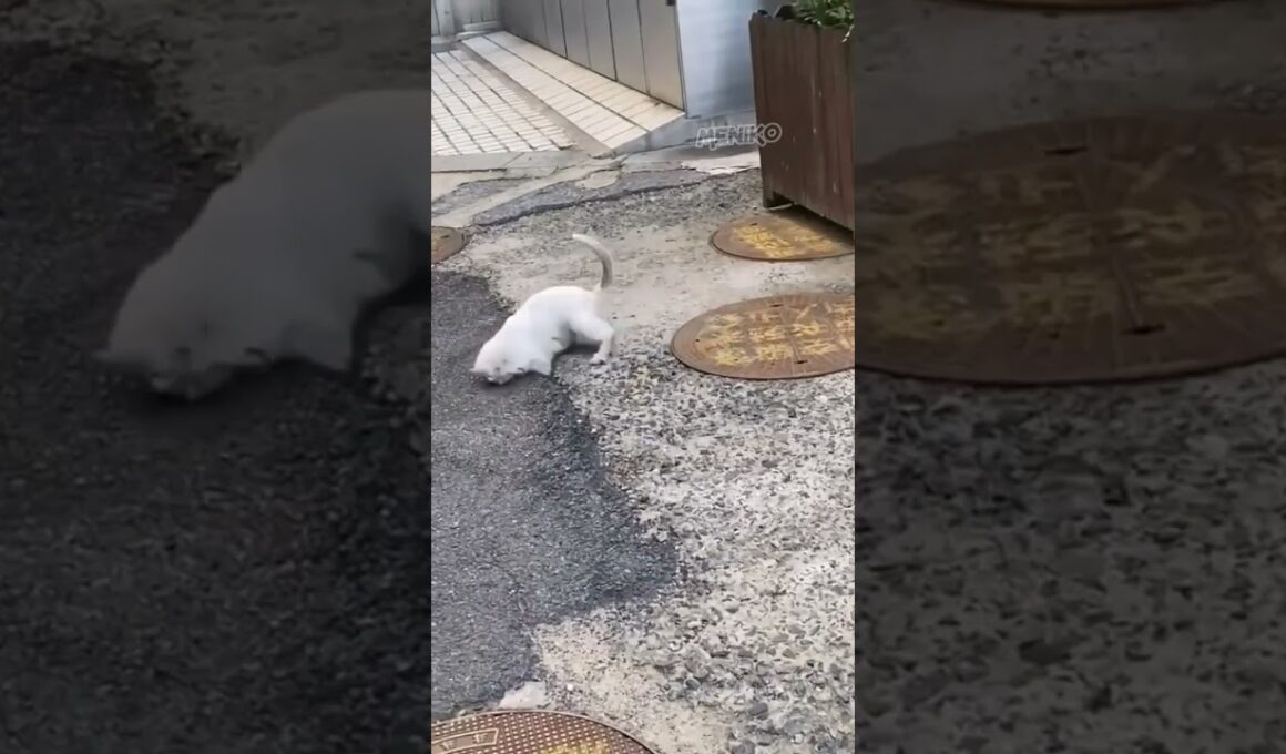 Kucing Pemburu Yang Lincah #shorts