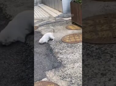 Kucing Pemburu Yang Lincah #shorts