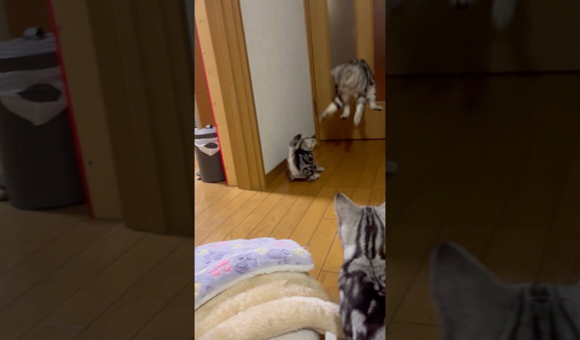 パパをびっくりさせるにゃ！#アメリカンショートヘア#アメショ#子猫#猫の日常#cat#cats