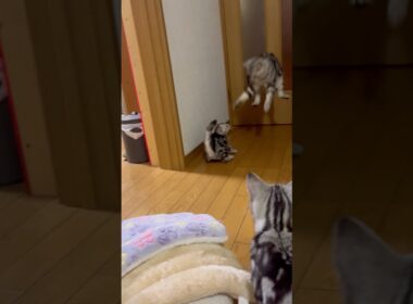 パパをびっくりさせるにゃ！#アメリカンショートヘア#アメショ#子猫#猫の日常#cat#cats