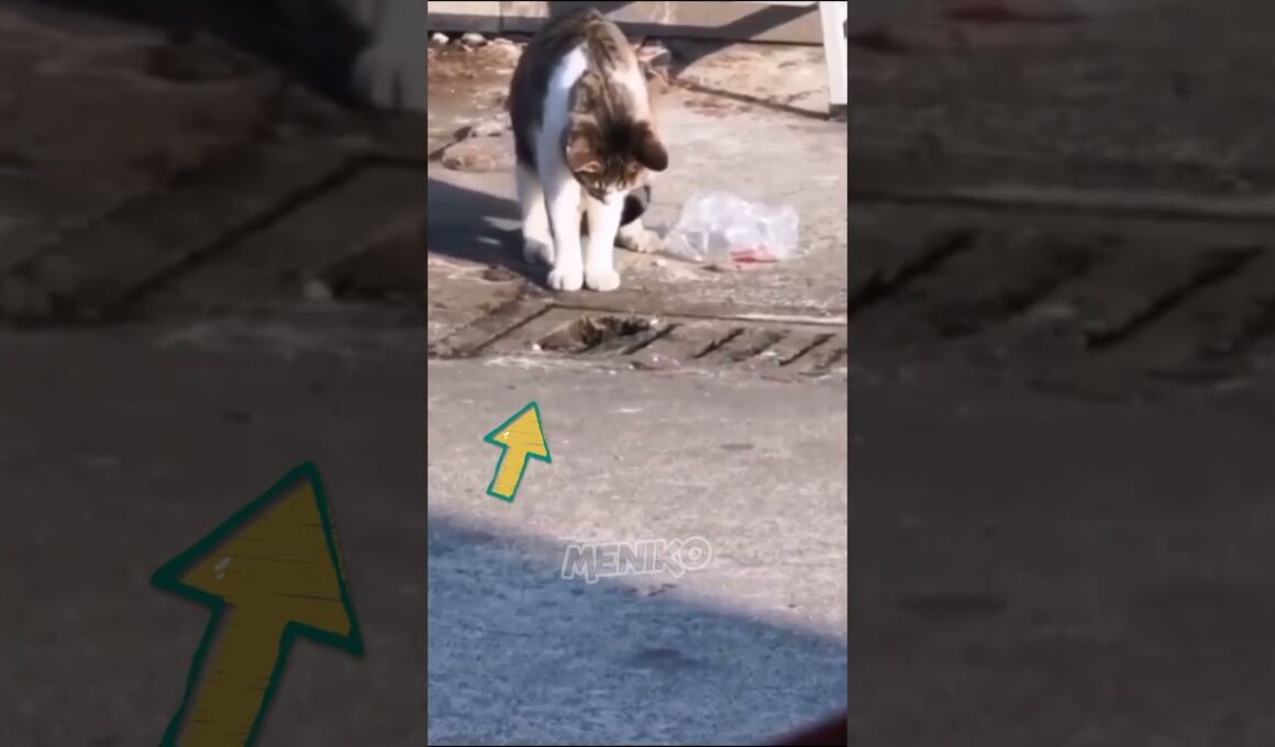 Kucing Genjutsu #shorts